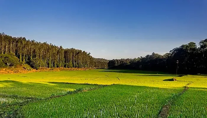 Tampcol Medicinal Farm Tampcol Medicinal Farm